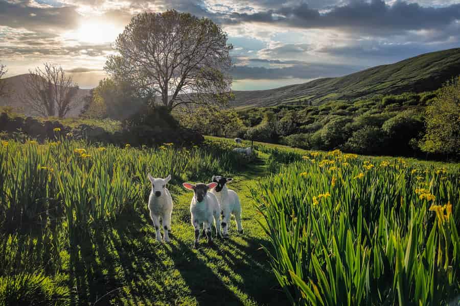 Dingle: HIdden Peninsula Foto- und Sightseeingtour. Foto: GetYourGuide