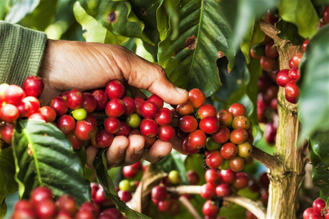 Medellín: Visita a uma fazenda de café com degustação e almoço