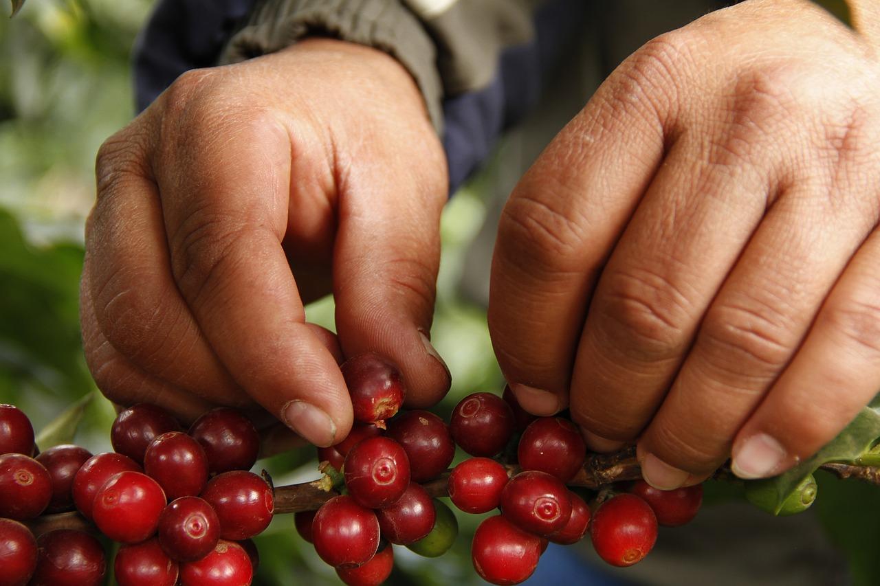 Buon Ma Thuot: Authentische Kaffeefarm-Erfahrung mit Mittagessen