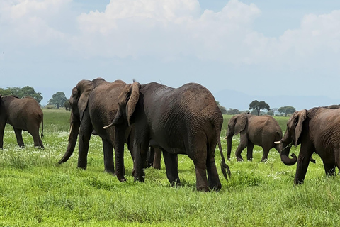 DAGSUTFLYKT TILL AMBOSELI NATIONALPARK.