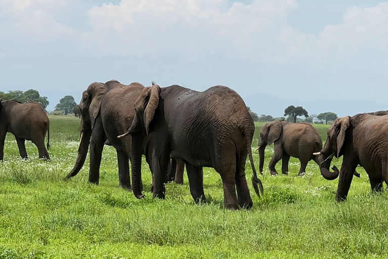 EXCURSION DE 1 JOURNÉE AU PARC NATIONAL D&#039;AMBOSELI.