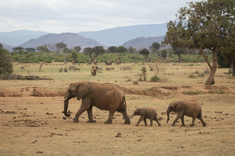 From Colombo: 3-Day Kandy, Sigiriya, Ella, Nuwara Eliya Tour