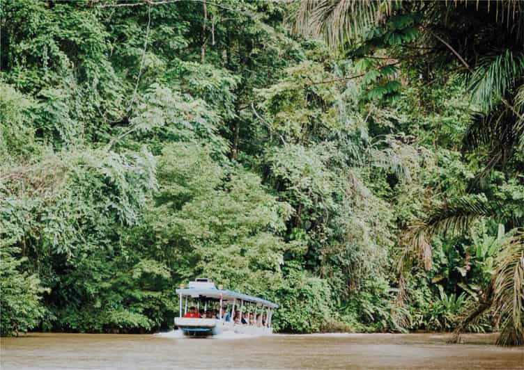 From San José Tortuguero Day Tour Getyourguide 4567