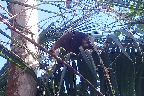 Cahuita National Park: Schnorcheln