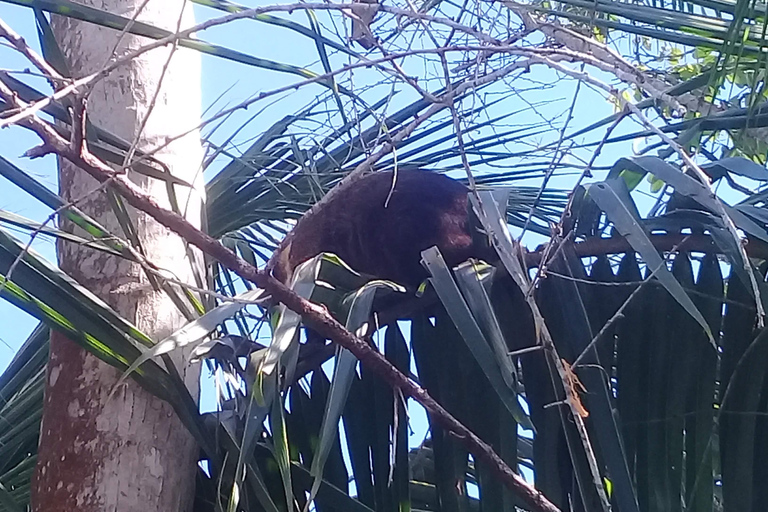 Parque Nacional Cahuita: Mergulho com snorkel