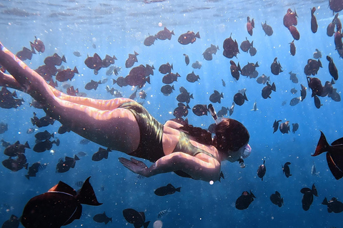 Waikiki : Visite en petit groupe du Turtle Canyon avec masque et tuba