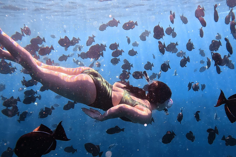 Waikiki : Visite en petit groupe du Turtle Canyon avec masque et tuba