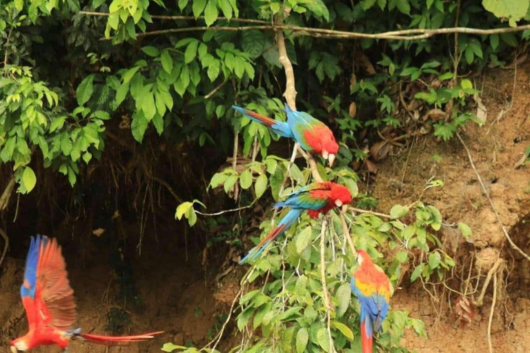 Excursión de 3, 4 ó 5 días al Parque Nacional del Manu