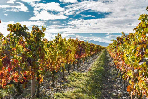 Au départ de Bilbao : La Rioja, un voyage à travers les vignobles et la traditionDepuis Bilbao : La Rioja, un voyage à travers les vignobles et la tradition