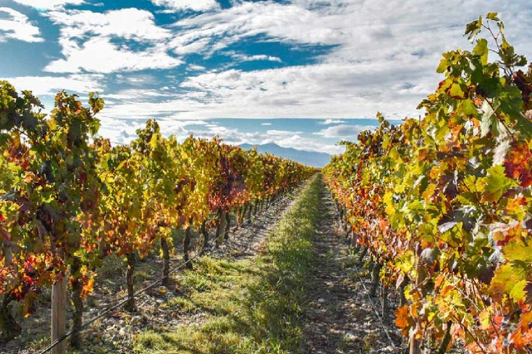 Au départ de Bilbao : La Rioja, un voyage à travers les vignobles et la traditionDepuis Bilbao : La Rioja, un voyage à travers les vignobles et la tradition