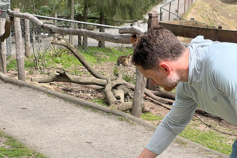 Vanuit Adelaide: Knuffel een Koala en historische Hahndorf Tour