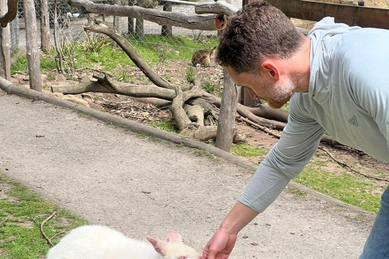 Von Adelaide aus: Kuscheln mit einem Koala und historische Hahndorf-Tour