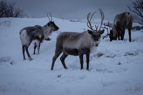 Tromsø: Fjords &amp; Beaches Tour with campfire and photos