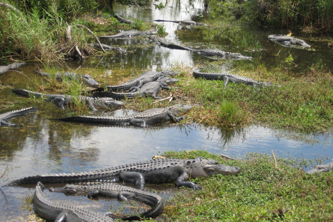 Miami: Everglades Airboat, Wildlife Show & Transfer Spanish