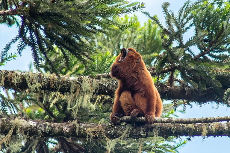 Rio de Janeiro ou São Paulo : circuit de 3 jours dans le parc national d'Itatiaia