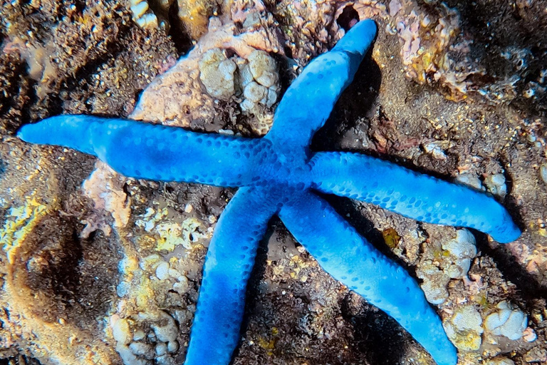 Lombok: Gili Meno Turtle Snorkeling Trip with Photos