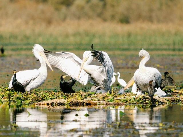 Het meer van Skadar: Vogels kijken en fotograferen in de vroege ochtend