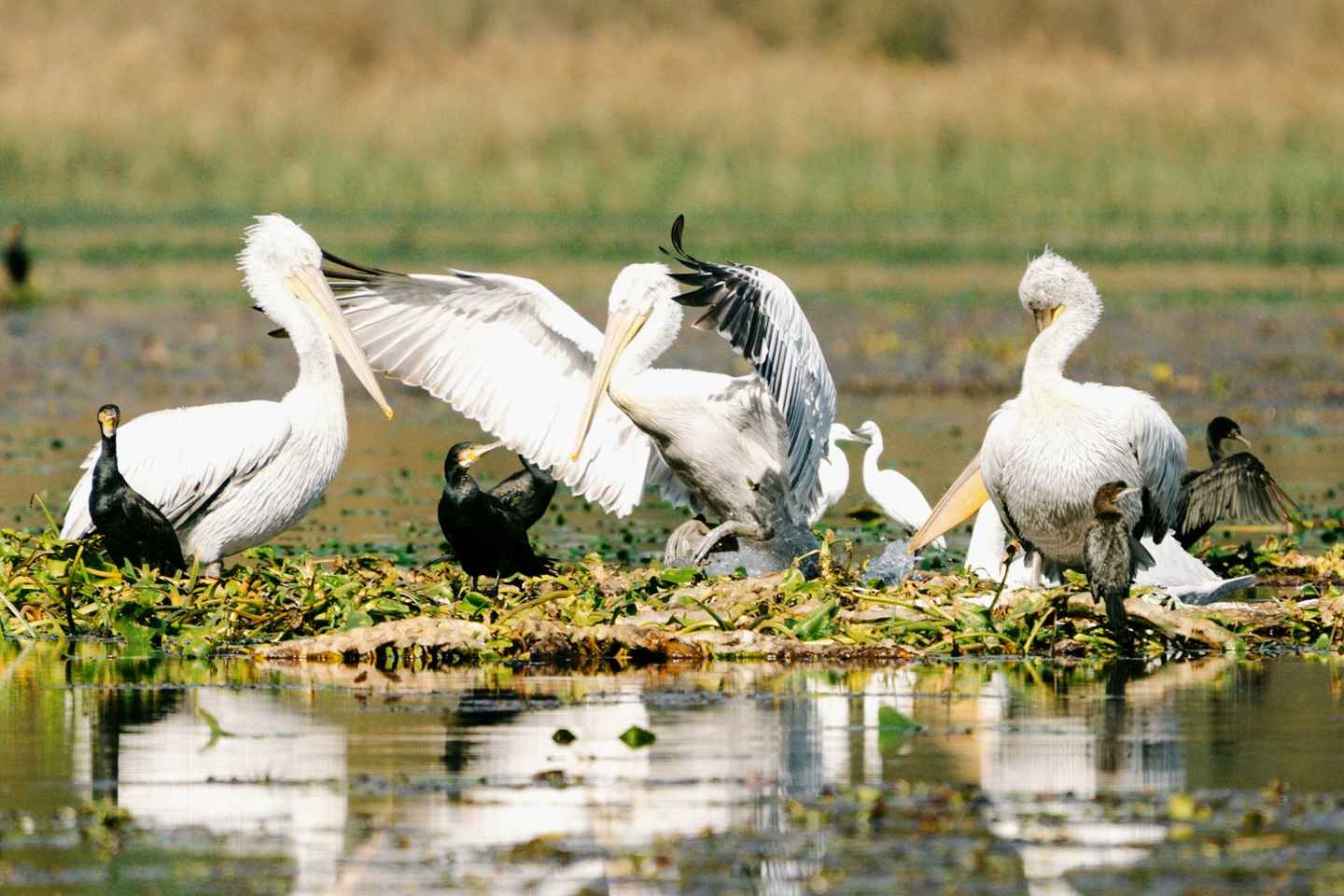 Skadar Lake National Park: Birdwatching & Photography Tour