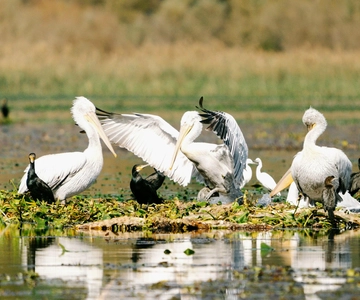 Lake Skadar: Early-morning Birdwatching and Photography Tour
