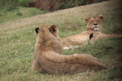 4-daagse budgetsafari naar Tarangire, Serengeti en Ngorongoro