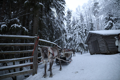 Rovaniemi: Husky, Reindeer &amp; Santa Claus Village Combo TourCombo safari Winter