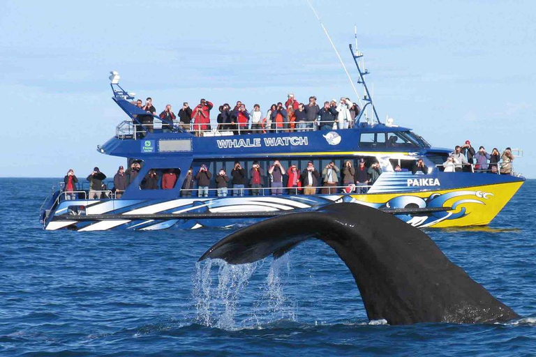 Hikkaduwa/Galle/Ahangama: tour di avvistamento balene a MirissaDa Hikkaduwa, servizio di prelievo e rientro