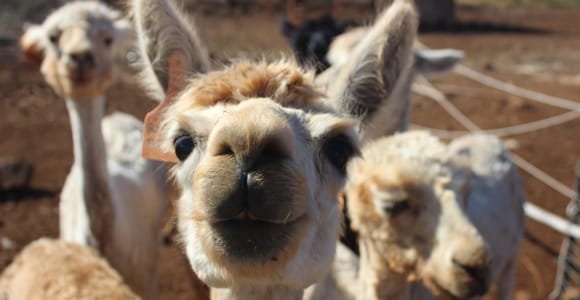 Maui: Dragonfruit Farm Tour with Alpacas & Fruit Tasting
