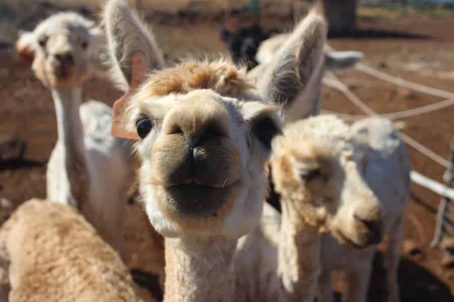 Maui: Drachenfrucht-Farm-Tour mit Alpakas und Obstverkostung. Foto: GetYourGuide Maui: Drachenfrucht-Farm-Tour mit Alpakas und Obstverkostung. Foto: GetYourGuide