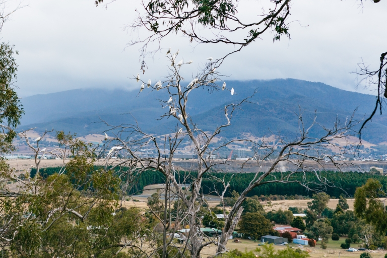 Bonorong Wildlife Sanctuary Halve Dag Tour uit Hobart
