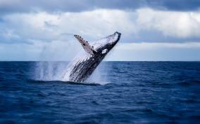 Whale Watching Tour from Akureyri City Central