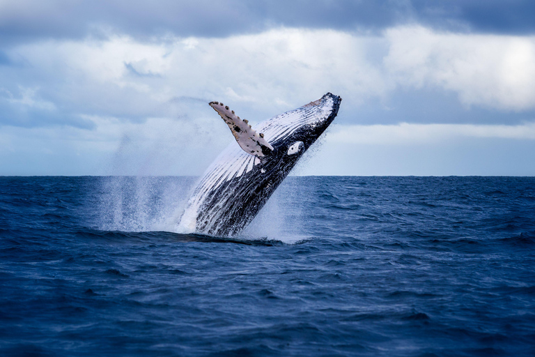 Akureyri: Guided Whale Watching Tour from the City Center