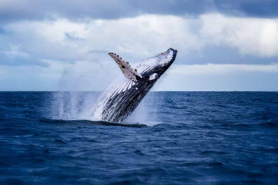 Akureyri: Whale Watching Ausflug. Foto: GetYourGuide Akureyri: Whale Watching Ausflug. Foto: GetYourGuide