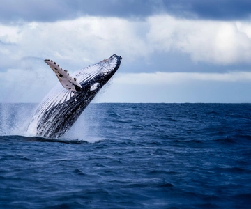Akureyri: Whale Watching Shore Excursions