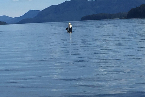 Ear Mountain Charters tours: whale watching or fishing Whale watching
