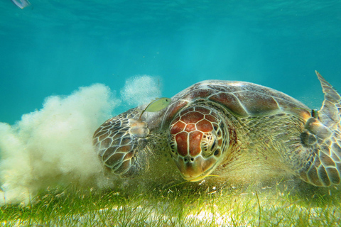 Akumal: Tsuuk Park Entry with Turtles Snorkeling Tour