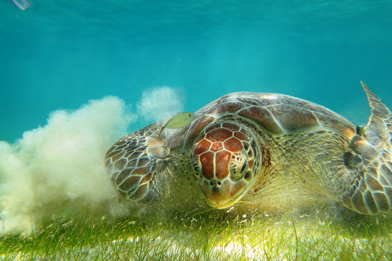 Akumal: Tsuuk Park Entry with Turtles Snorkeling Tour