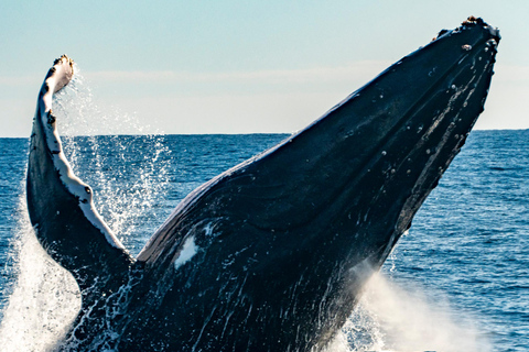 Sydney; Whale Watching