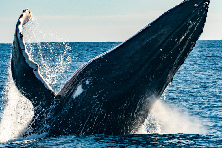 Sydney; Whale Watching