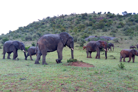 Safari dans le Kenya sauvage Explorez Amboseli, Tsavo Ouest et Tsavo Est 4 joursSafari sauvage au Kenya : découvrez Amboseli, Tsavo Ouest et Tsavo Est en 4 jours