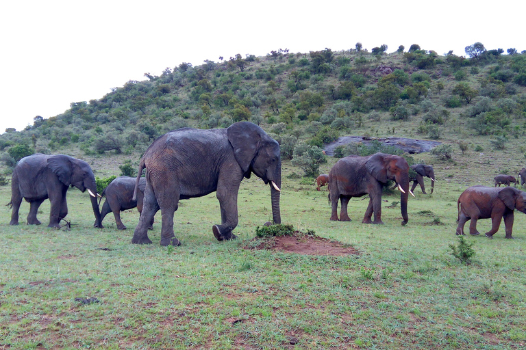 Safari dans le Kenya sauvage Explorez Amboseli, Tsavo Ouest et Tsavo Est 4 joursSafari sauvage au Kenya : découvrez Amboseli, Tsavo Ouest et Tsavo Est en 4 jours