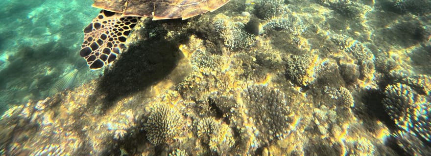 Bali : plongée avec tuba au Blue Lagoon, cascade et plantation