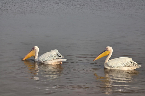 Lake Nakuru National Park Day Trip & Game Drive