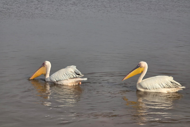 Lake Nakuru National Park Day Trip & Game Drive