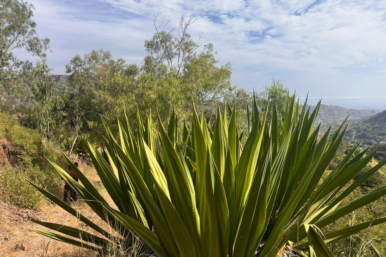 Rui Vaz Scenic Hike and Botanical Garden Stop