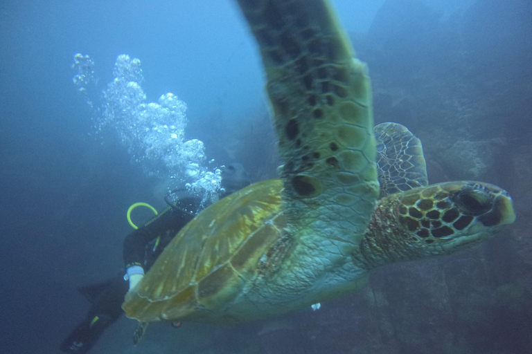 Descubrimiento de Galápagos EXPERIENCIA DE BUCEO DE UN DÍA