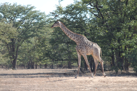 Chobe Morning Game Drive Safari from Livingstone & Vic Falls
