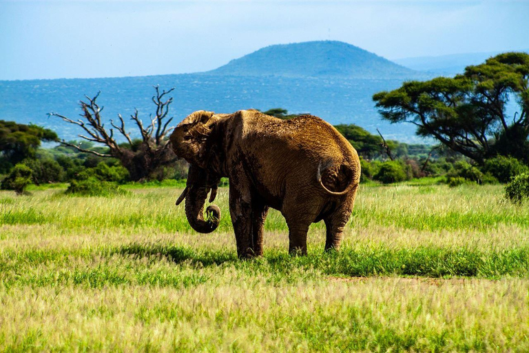 Nairobi: 3-Day Amboseli National Park Safari