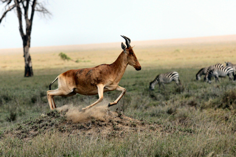 4-dniowe safari Serengeti Migration MidRange (północne Serengeti)