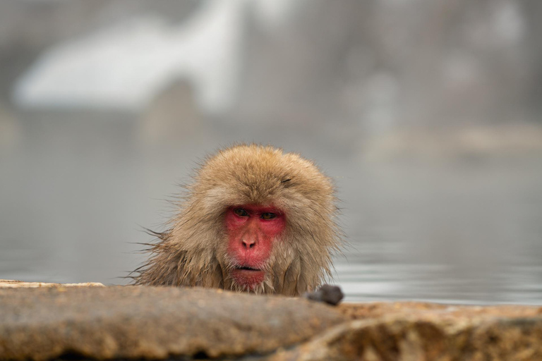 Tokyo: Private Nagano Zenko-ji & Snow Monkeys Day Trip Tokyo: Private Nagano Toyota Velfire (1–6 persons)