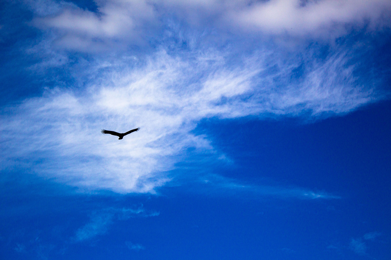 Everglades Airboat Tour from Miami w/ Park Entry & Transport Special Tuesday Everglades : Extra $35/Guests Due at Checkin